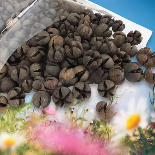 Natúr Tulipán termés 500gr OKOSÁR!