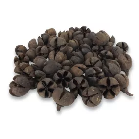 Natúr Tulipán termés 50db/csomag