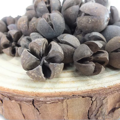 Natúr Tulipán termés 50db/csomag