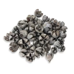 Tulipán termés 50db/csomag