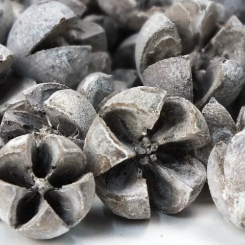 Tulipán termés 50db/csomag