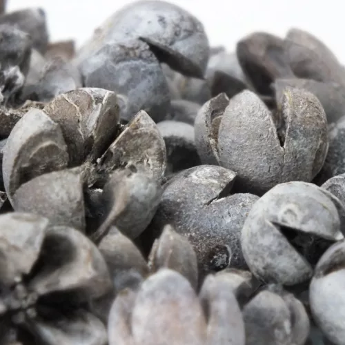 Tulipán termés 50db/csomag