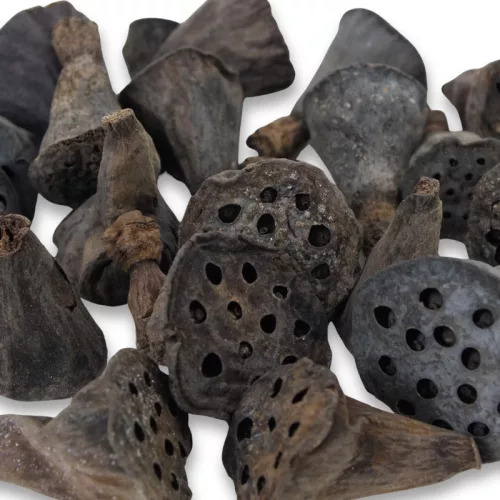 Lótusz double mini termés csomag 20db/csom