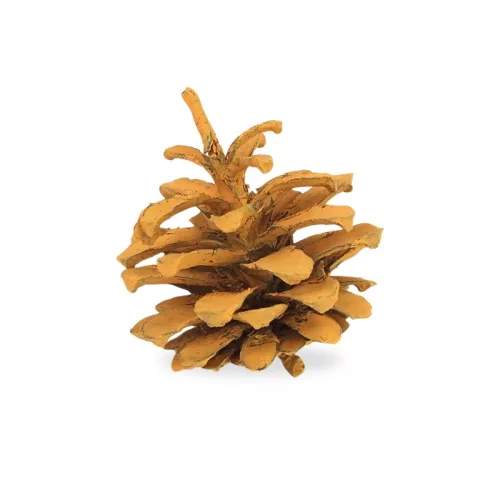 Rózsatoboz narancs 5db/csomag