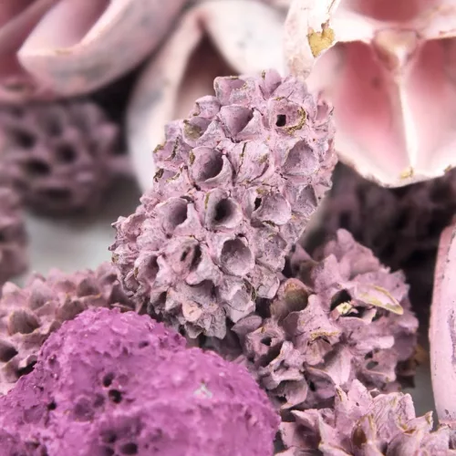 Vándor terméscsomag - mályva