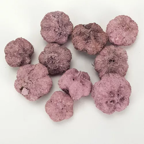 Termés fokhagyma mályva 10db/cs