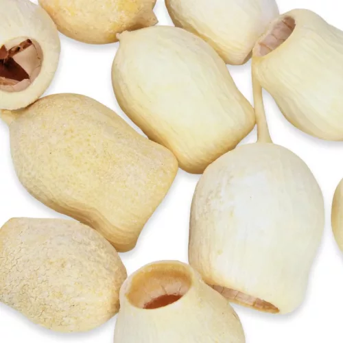 Eukalyptus Bell Gum fehérített