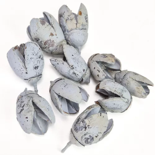 Bakuli termés világoskék 10db/csomag