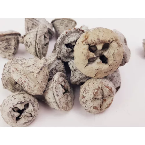 Eukaliptusz termés hamvas 20db/cs