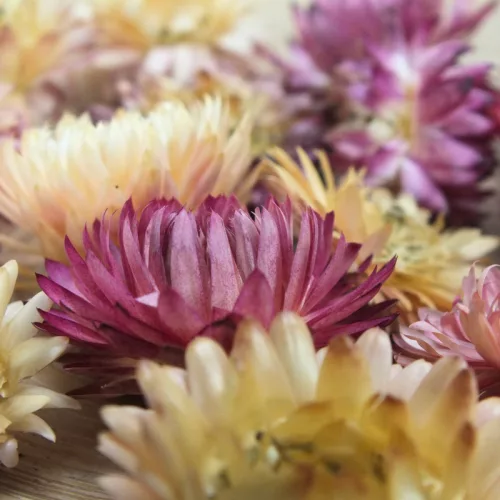 Szalma rózsa rózsaszín 15db/csomag