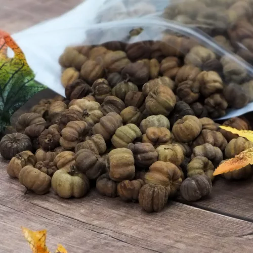 Tökbogyó barna 100 gramm/csom (kb. 320 db) - OKOSÁR!