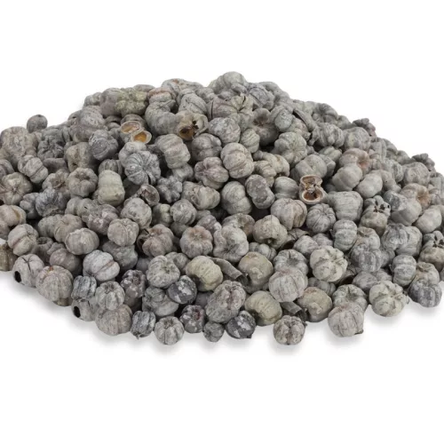 Tökbogyó hamvas 100gr - OKOSÁR!