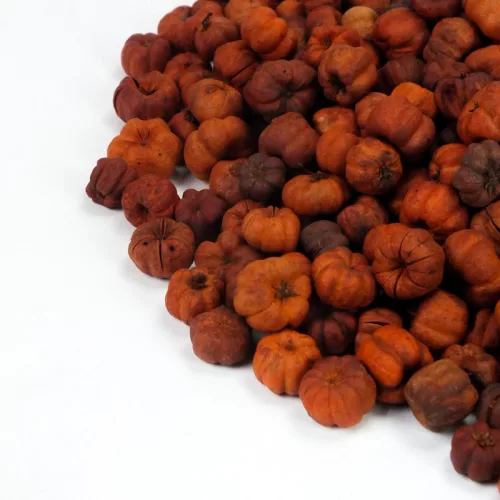 Tökbogyó narancs 100 gramm/csom (kb. 360 db) - OKOSÁR!