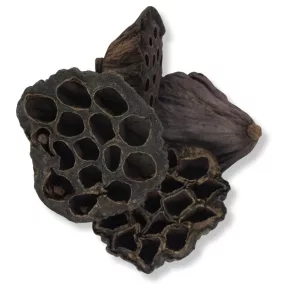 XL lótusz termés csomag 4db/cs