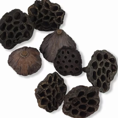 XL lótusz termés csomag 4db/cs