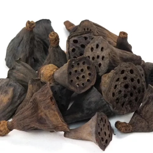 XL lótusz termés csomag 4db/cs