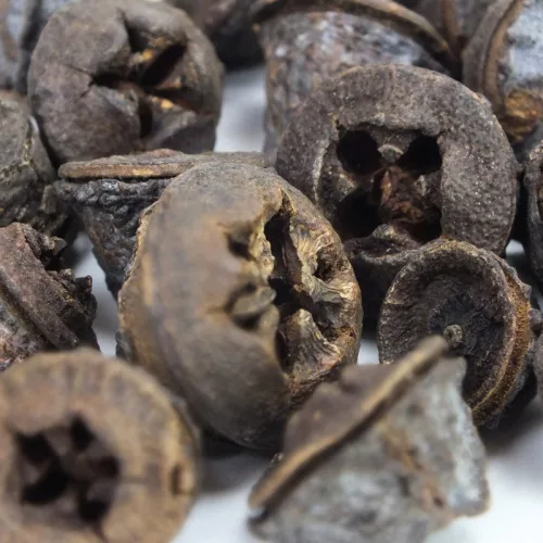 Eukaliptusz termés 20db/cs