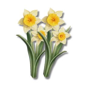  Nyomtatott dekorkarton - Nárcisz 2db/csomag