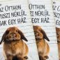   Nyomtatott dekorkarton - Az otthon nyuszi nélkül 3db/csomag