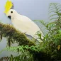 Papagáj fehér 36cm