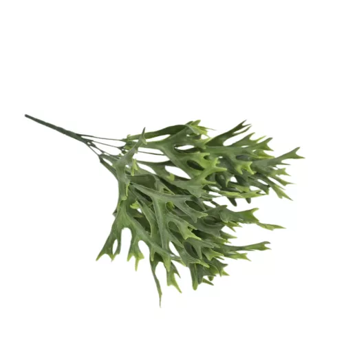 Szarvasagancs páfrány