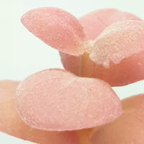 Pozsgás műnövény