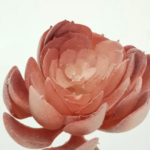 Pozsgás műnövény