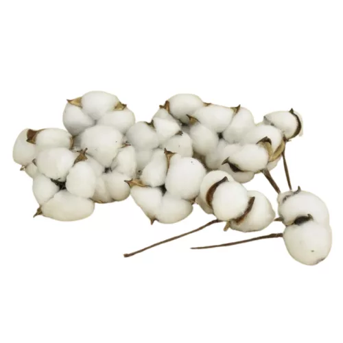 Eredeti gyapotvirág 12db/csomag