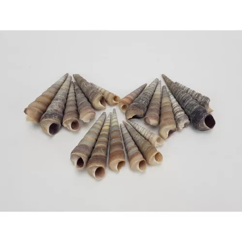 Hegyes szürke csiga 5-7cm 10dkg/csomag