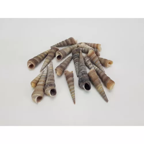 Hegyes szürke csiga 5-7cm 10dkg/csomag