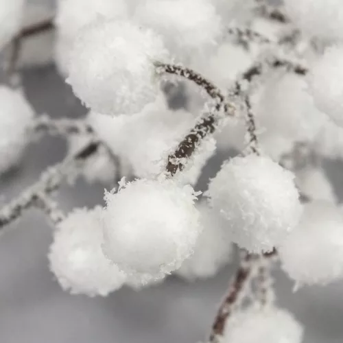  Havas fehér bogyós ág 50db/csomag 72/#