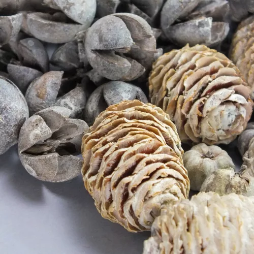 Havas harmónia terméscsomag