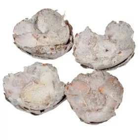 Szárított kókuszvirág – Fehér 4-6 cm  3 db