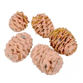   Meridianum mini szárított toboz – barackvirág színű (2-3 cm, 5 db/csomag)