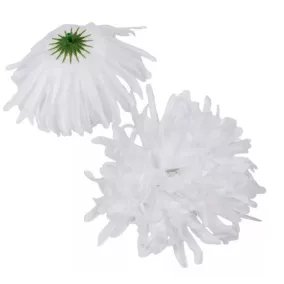   Fehér krizantémfej 15 cm – nagy díszvirág látványos virágkompozíciókhoz