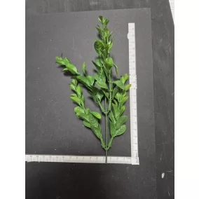   Eukaliptuszág 20 cm – modern zöld dekoráció virágkötészethez és barkácsoláshoz