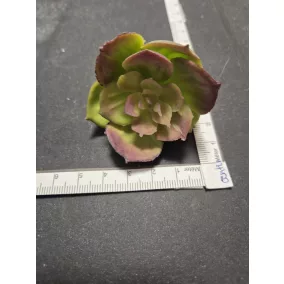   Kövirózsa 8 cm – Dekoratív növény modern dekorációhoz