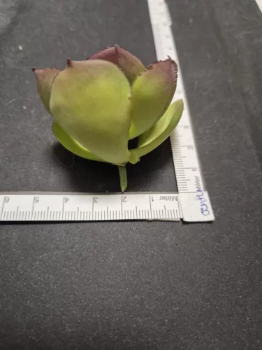 Kövirózsa 8 cm – Dekoratív növény modern dekorációhoz