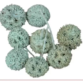 Kínai Ambrafa – Aqua szín 3 db/csomag