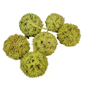 Kínai Ambrafa – olíva színű 3 db/csomag