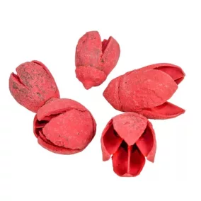   "Bakuli" bordó – szárított dísznövény, 10 db, 2–3 cm