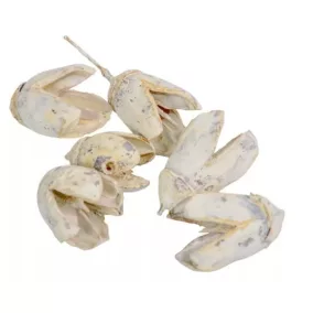   Fehér indiai „Bakuli” – szárított dísznövények, 10 db, 2–3 cm