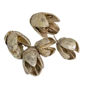   Indiai "Bakuli" pezsgő színű - szárított dísznövény, 10 db, 2–3 cm