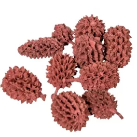   "Casuarina" szárított dísztobozok, bordó –0,7-2 cm 20 db/készlet