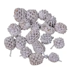   "Casuarina" szárított dísztobozok, világoslila – 0,7-2 cm 20 db/csomag