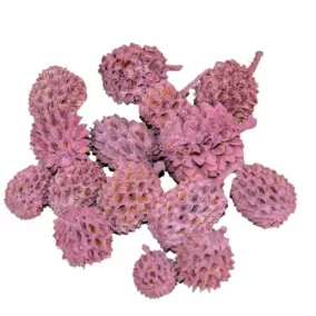   "Casuarina" szárított dísztobozok, szeder színű – 0,7-2 cm 20 db/csomag