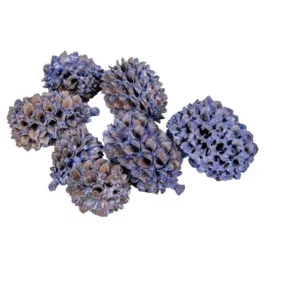   "Casuarina" szárított dísztobozok, acélkék – 0,7-2 cm 20 kocka/csomag