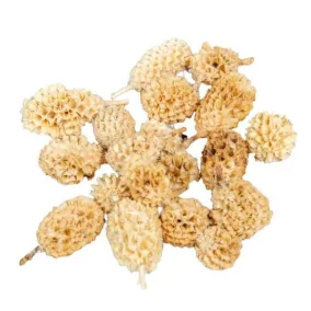   "Casuarina" szárított dísztobozok, fehérítve –0,7-2  cm 20 köb/csomag