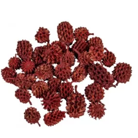   "Casuarina" szárított dísztobozok, piros – 0,7x2 cm 20 db/készlet