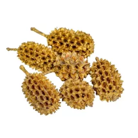   "Casuarina" díszes szárított tobozok, arany – 0,7-2 cm 20 db/készlet